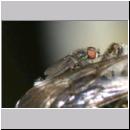 Andrena vaga - Weiden-Sandbiene -08- 03b.jpg